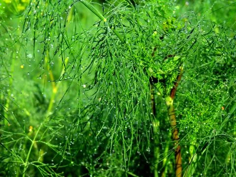 After the rain Stock Photos