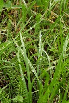 After rain Stock Photos