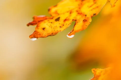 After rain Stock Photos