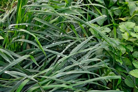 After the rain... Stock Photos