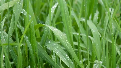 After Rain 스톡 사진