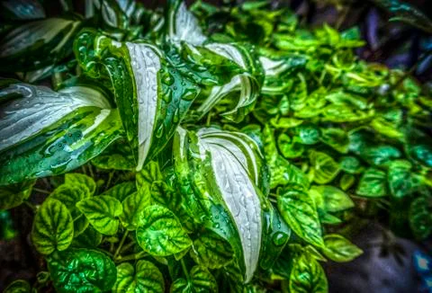 After the Rain Stock Photos