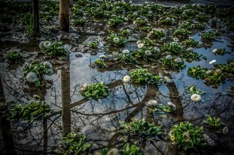 After the Rain Stock Photos