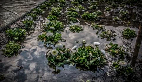 After the Rain Stock Photos