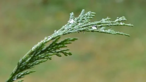 After the Rain Stock Photos