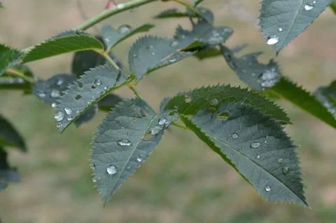 After the Rain Stock Photos