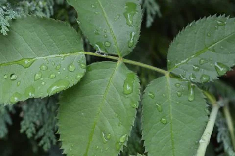 After the Rain Stock Photos