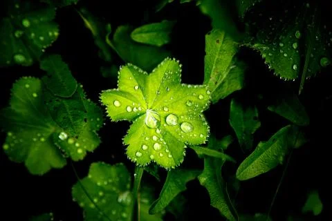 After the rain Stock Photos