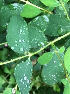 After rain Stock Photos
