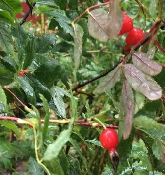 After rain 写真素材