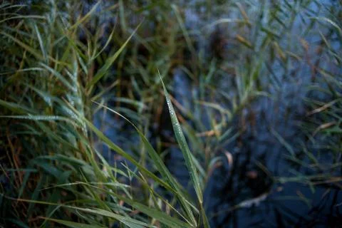 After the rain Stock Photos
