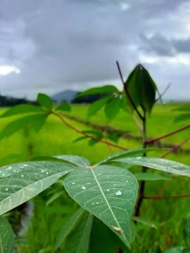 After rain Stock Photos