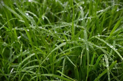 After the Rain Stock Photos