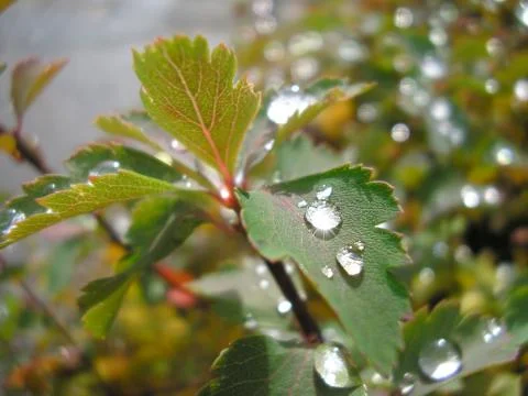 After the rain, raindrops on leafs Stock Photos