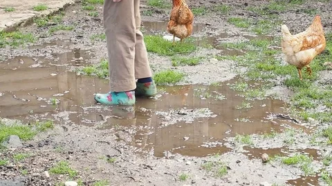 After the rain stops, chickens walk in puddles Stock Footage 118666802