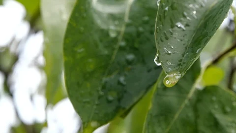 After Raining Nature Background Concept Leaf Slow Motion Water drop Stock Footage 112248914