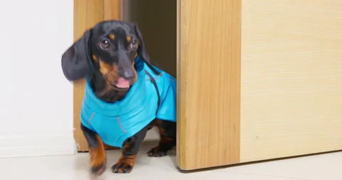 After a refreshing walk in the rain, a black dachshund in a blue raincoat Stock Footage 241284914