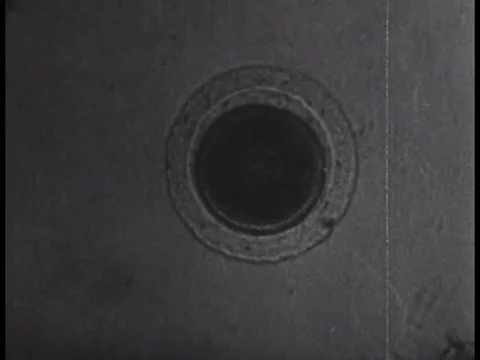After seventy-two hours, during the reproductive process, the fertilized egg of Stock Footage 75287951