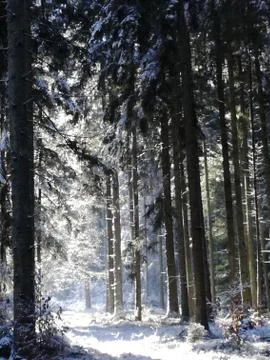 After snow falling in a forest Stock Photos