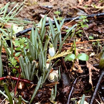 After the snow, the first signs of spring appear Stock Photos