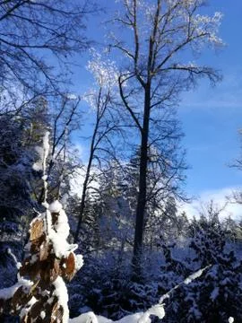 After snow in forest Stock Photos