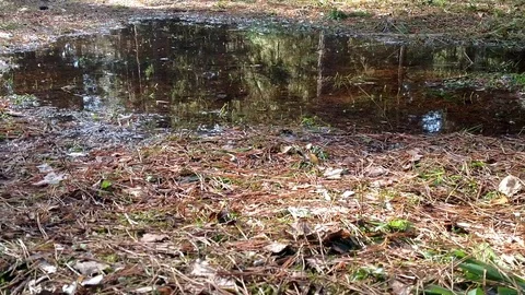 After the snow melts in the pine forest of standing water, puddle. The soil is Stock Footage 73874049