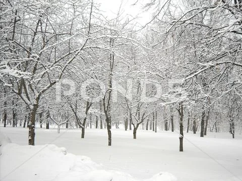 After snowfall Stock Photos