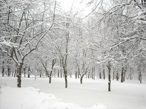 After snowfall Stock Photos