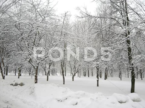 After snowfall Stock Photos