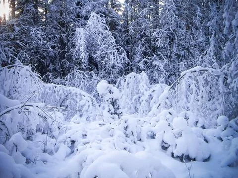 After snowfall Stock Photos