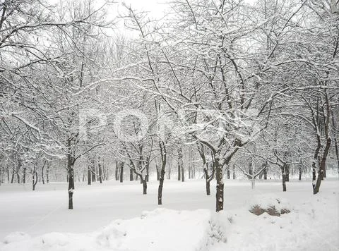 After snowfall Stock Photos