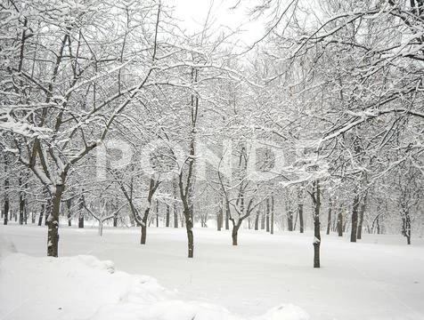 After snowfall Stock Photos