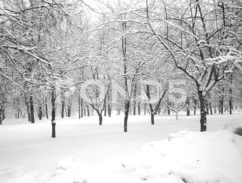 After snowfall Stock Photos