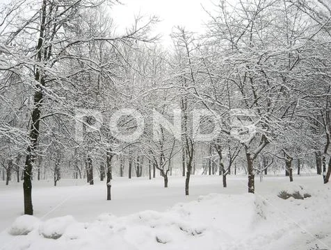 After snowfall Stock Photos