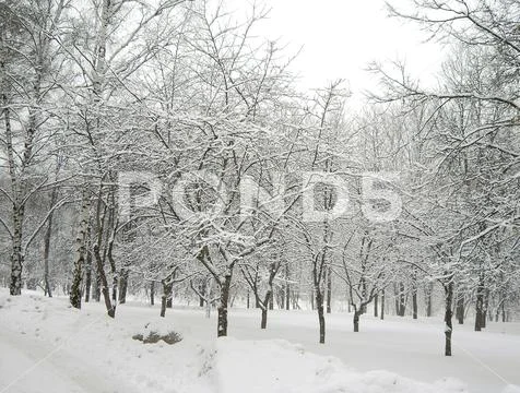After snowfall Stock Photos