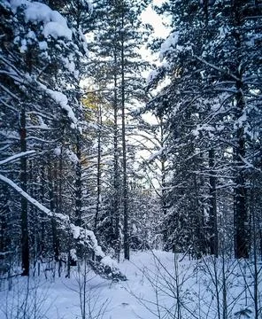 After snowfall Stock Photos