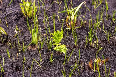 After the spring burning of dry grass, almost all living things died, vegetation Stock Photos