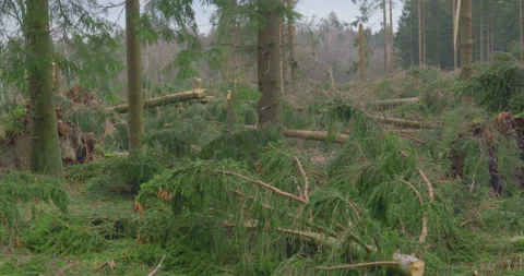 After The Storm - Broken, fallen, and uprooted trees - pan and tilt Vidéo 155574485