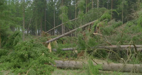 After The Storm - Broken, fallen and uprooted trees - panning shot Vidéo 155574866