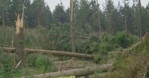 After The Storm - Broken, fallen, and uprooted trees - panning shot Stock-Footage 155690267