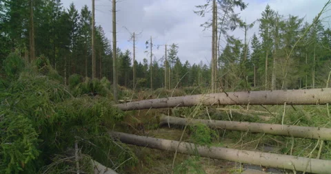 After The Storm - Broken, fallen and uprooted trees Stock-Footage 155706708