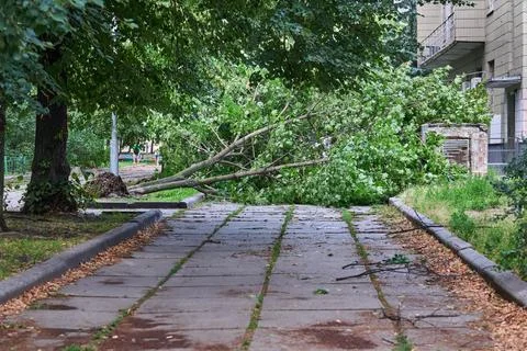 After storm wind.Whether cleaning of fallen broken tree Fotos Stock