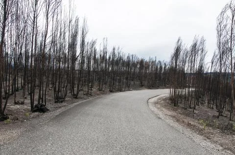 After summer forest fires in Portugal  Stock Photos