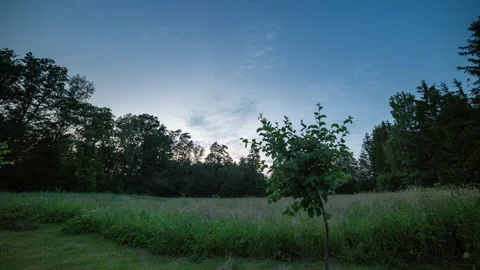 After sunset sky and forest in motion controlled time lapse. Stock Footage 244241217