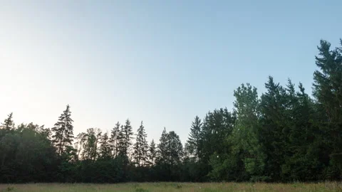After sunset sky over trees , calm evening. Stock Footage 313454004
