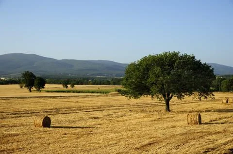 After the threshing Stock Photos