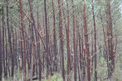 After tornado Stock Photos