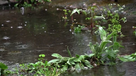 After a torrential spring rain 8 Stock Footage 90355801