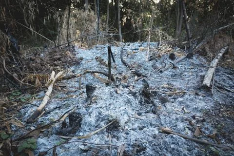 After wildfire burning tree at the day. Forest Fire Concept. Foto stock