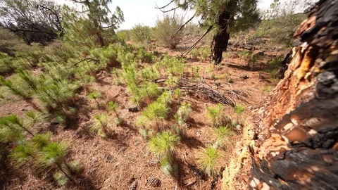 After a Wildfire: Small Pine trees growing in a forest. Afforestation. Tenerife, Stock Footage 125019140